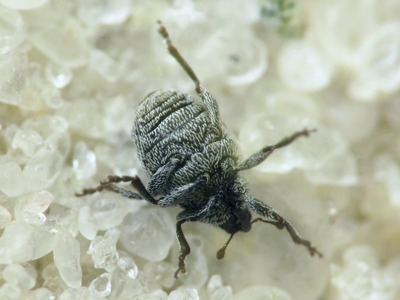 Curculionidae Latreille, 1802